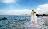 彩虹鲨