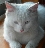 ╮月ò亮╭