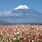 MXQ888
