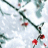 雪