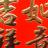 子龙