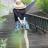 莲花雨
