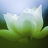 紫荆花